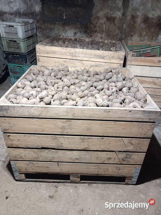 Sprzedam buraczki czerwone Rośliny okopowe Wiślica