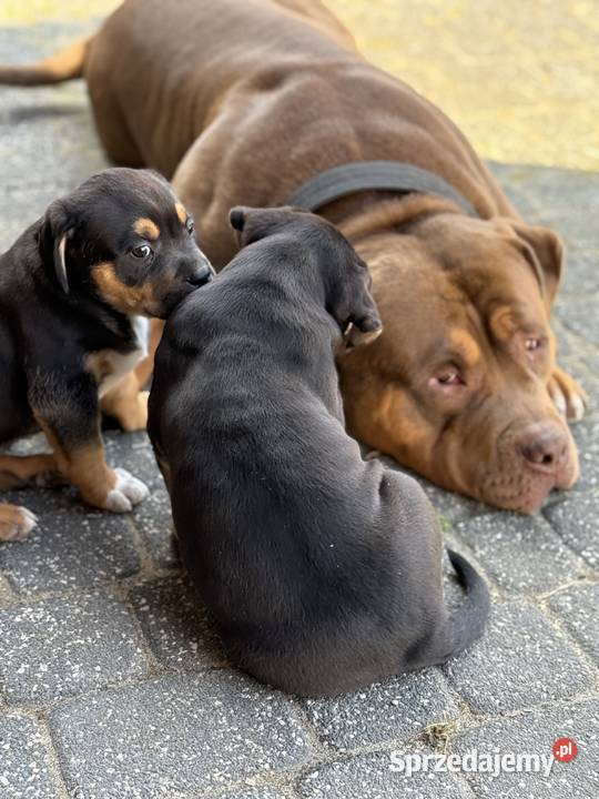Szczeniak american bully xl Iłża