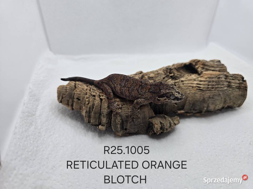 Gekony gargulcowe Zawiercie