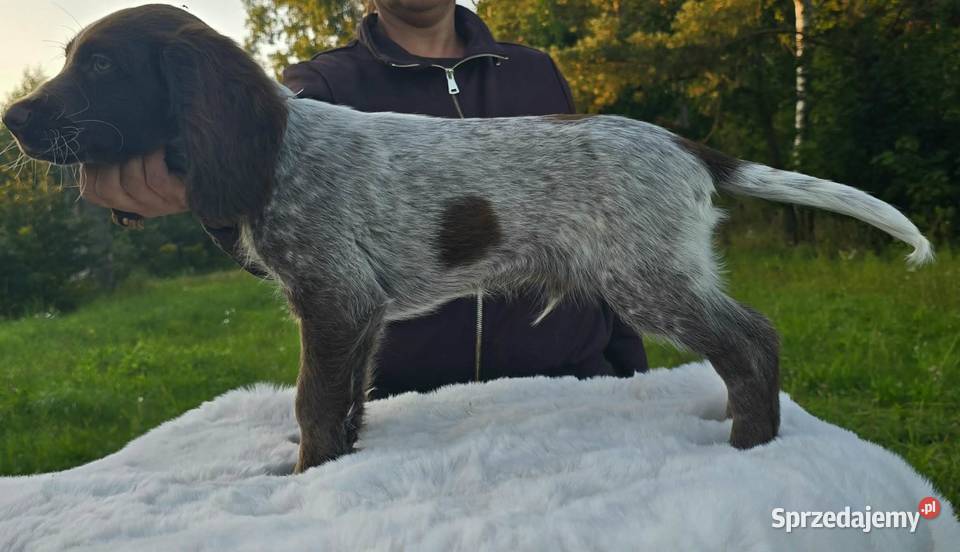 Polski Spaniel Myśliwski szczenię HARRY
