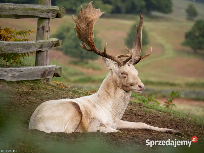 Zwierzęta z Norwegii Mikołajki