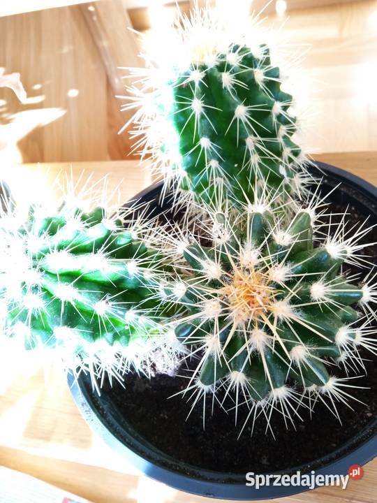 Cylindropuntia subulata sukulent ten i inne Kaktusy i sukulenty Białystok