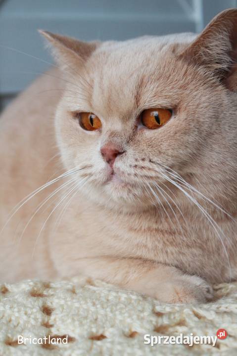brytyjska kotka kremowa Inowrocław