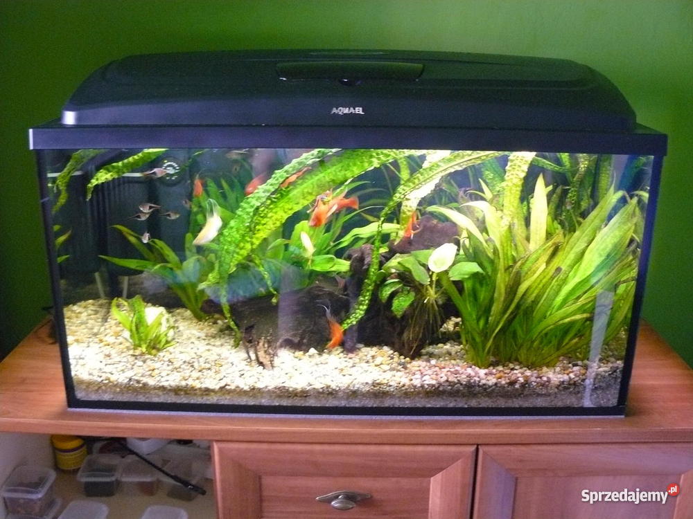 Akwarium 112l Akcesoria dla zwierząt Częstochowa
