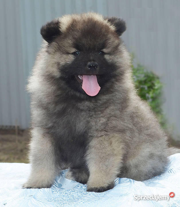 Keeshond Szpic wilczy Psy Lublin sprzedam