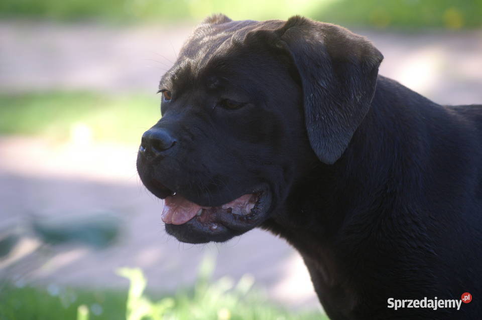 Cane Corso szczeniaki zagraniczne krycie ładna Kielce sprzedam