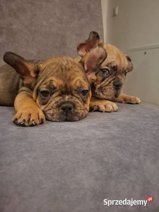 Buldog francuski Toruń sprzedam