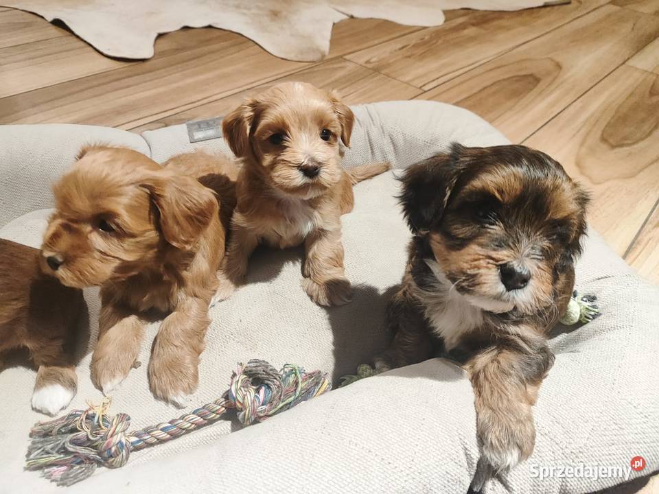 Hawańczyk rodowód FCI Poraj