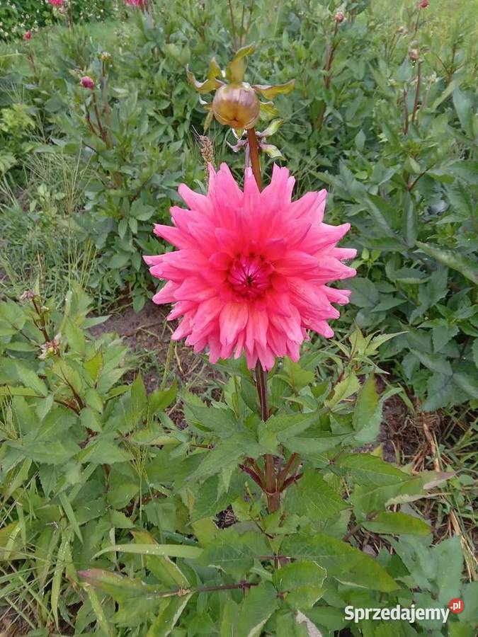 Dalie wysokie karpy bulwy sadzonki podkarpackie Przyszów