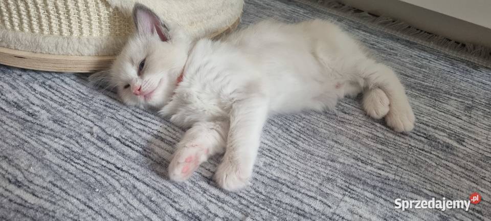 Kotka Ragdoll Bicolour Blue dolnośląskie Wrocław
