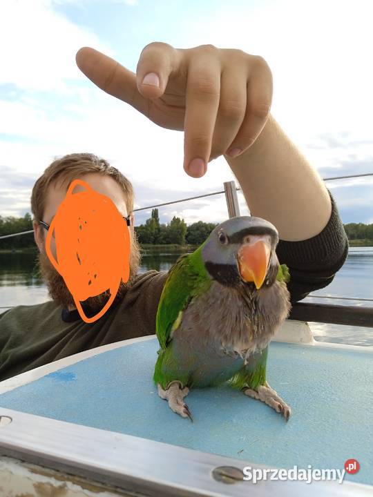 Papuga ręcznie karmiona Aleksandretta Chińska