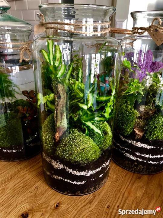 Las w słoiku 40 wysokości prezent podziękowanie