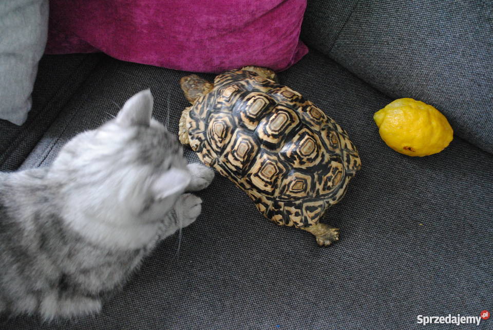 Sprzedam Żółwia Lamparciego Lądowy CITES Bytom