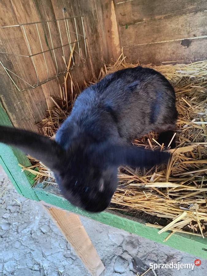 Króliki rasy czarnej 3 samice 1 samiec Giełda zwierząt Smardzewo
