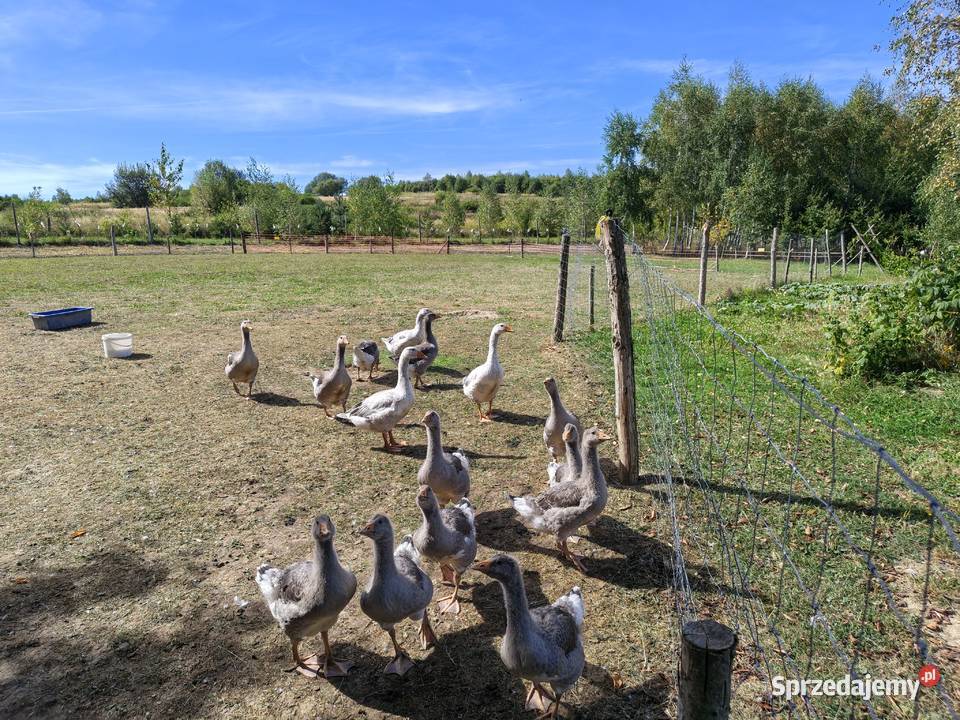 Gęsi landes Ptaki Makowiska