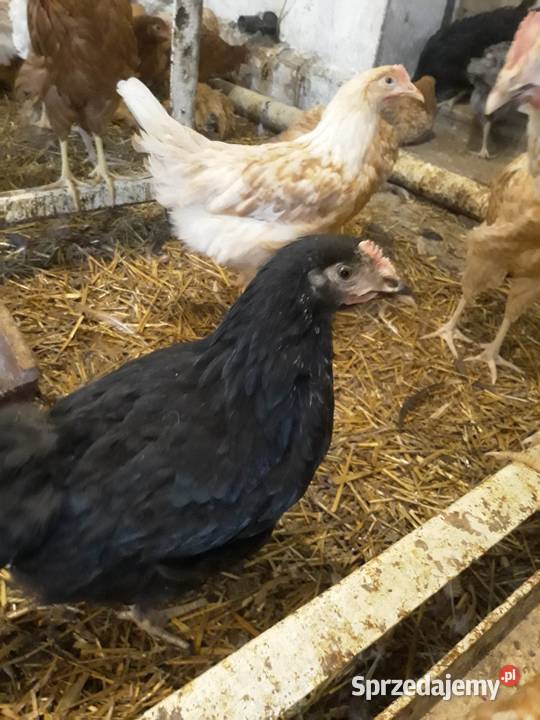 Kury nioski młode min Rosa Sussex Greenshell Łaziska