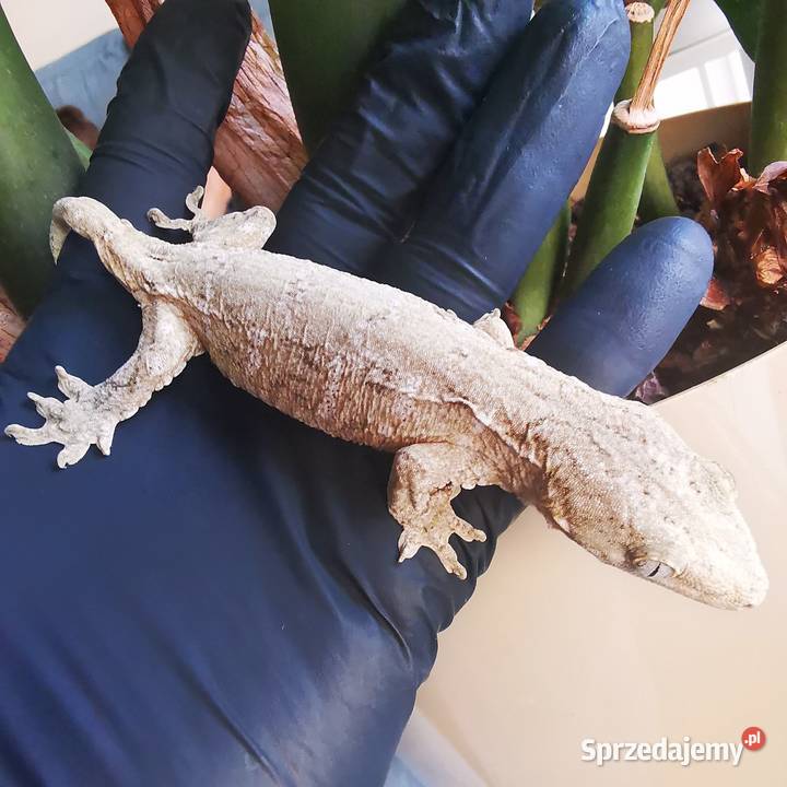 Gekon Olbrzymi Rhacodactylus Lechianus Kraków