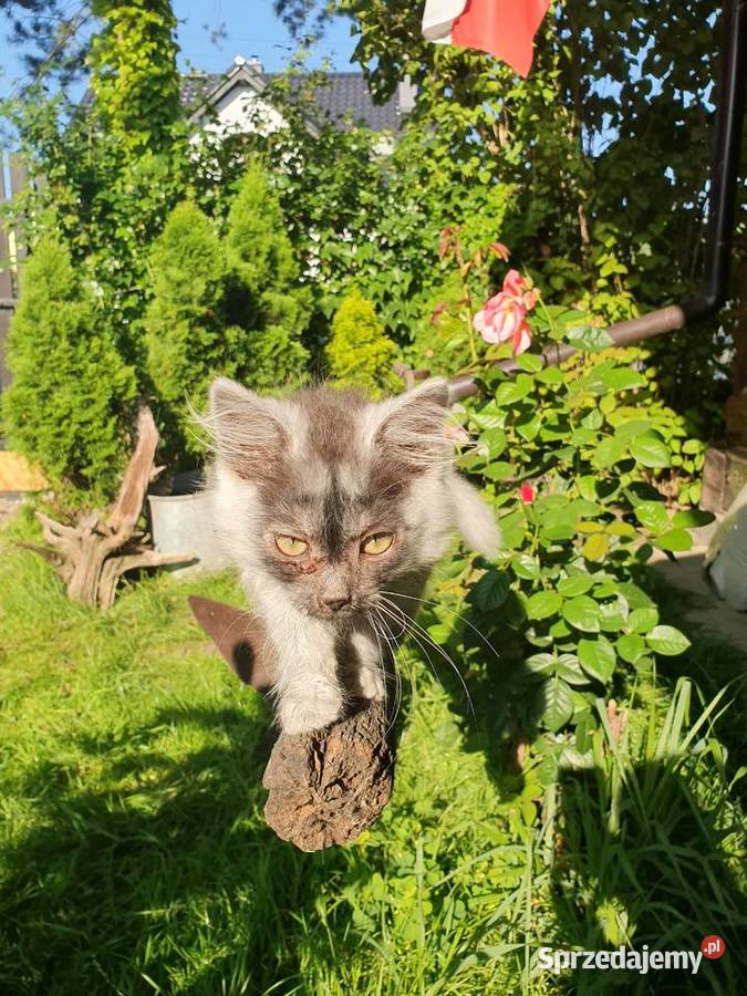 Domowy hotel zwierząt Biadoliny Radłowskie usługa dla zwierząt