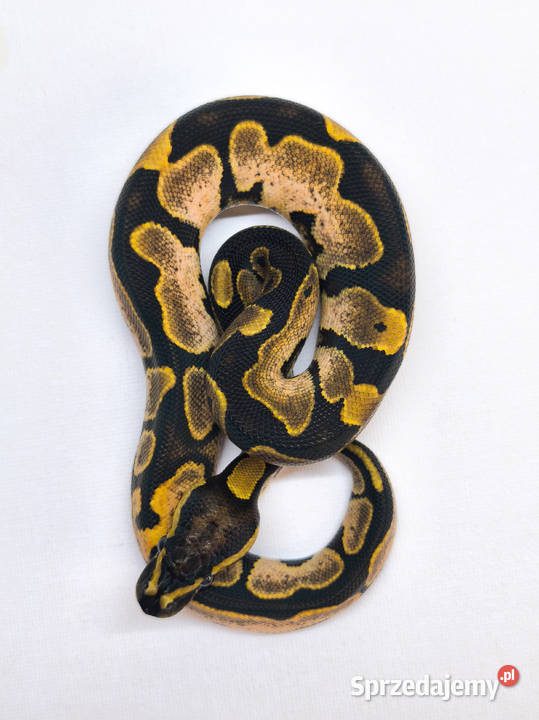 Pyton królewski Sugar Calico Python Regius sprzedam