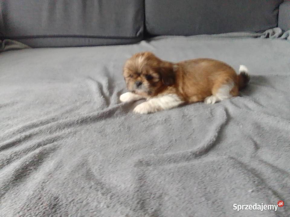 Shih tzu szczeniaki Shih Tzu Białystok
