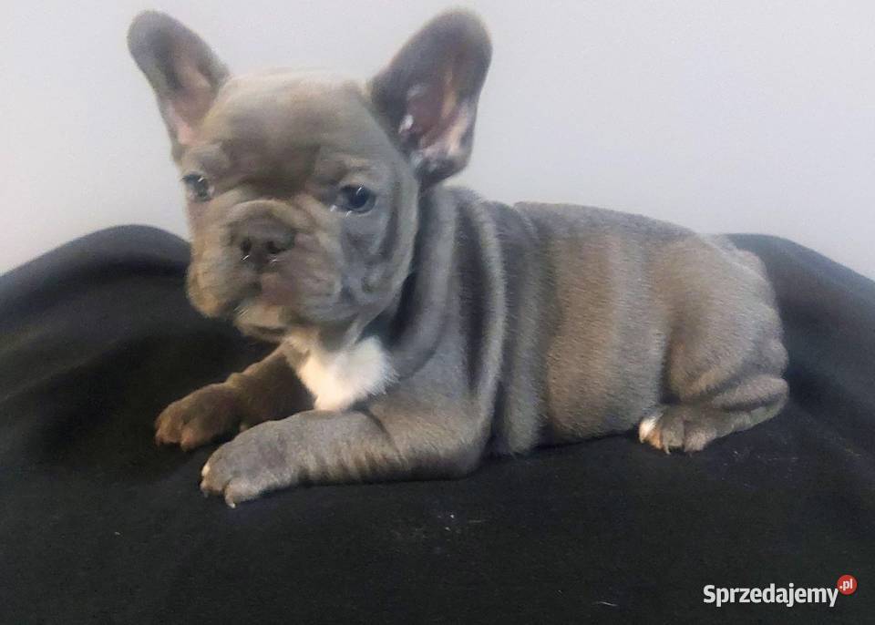 Buldog francuski pieseki i suczki blue Mycielin