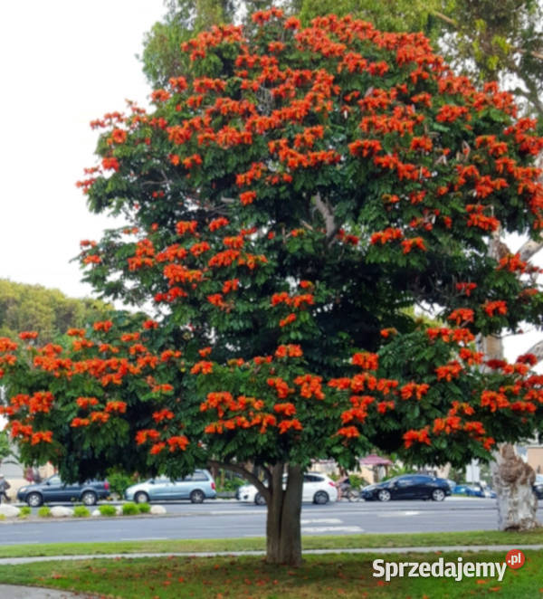 TULIPAN AFRYKAŃŚKI Spathodea campanulataNASIONA Nasiona Lubanie sprzedam