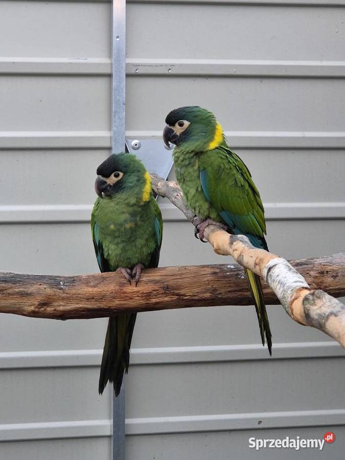 Ara żółtokarka Rakoniewice