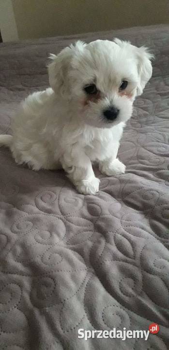 Piesek maltańczyk opolskie Stare Kolnie