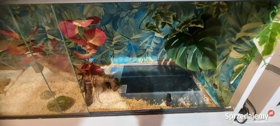 Terrarium Tychy sprzedam