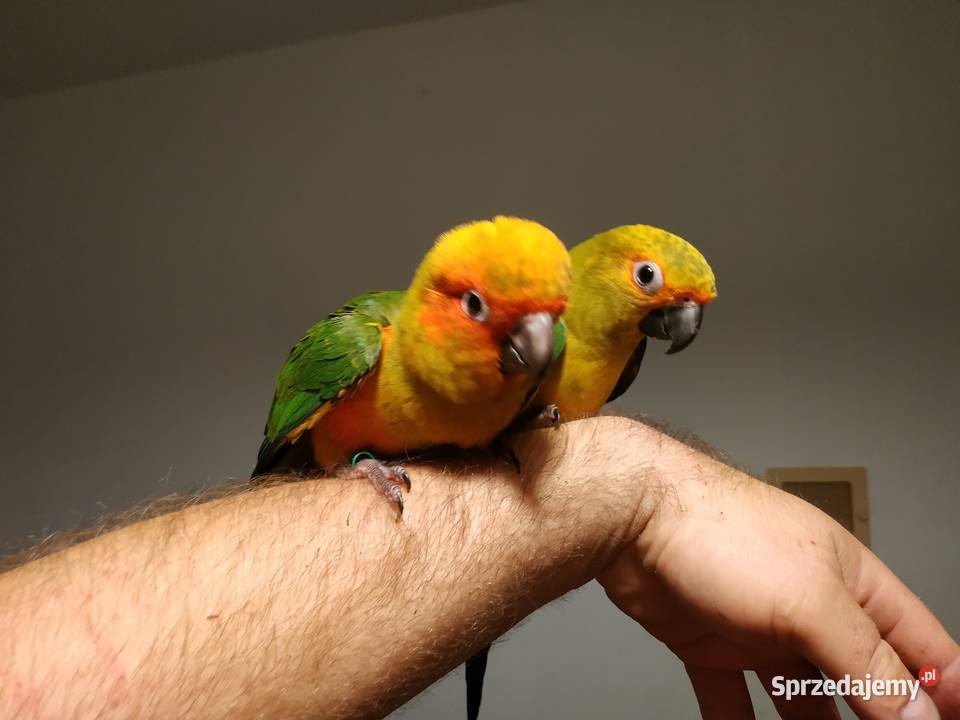 Konura słoneczna ręcznie karmiona oswojona 2020 Budzów sprzedam