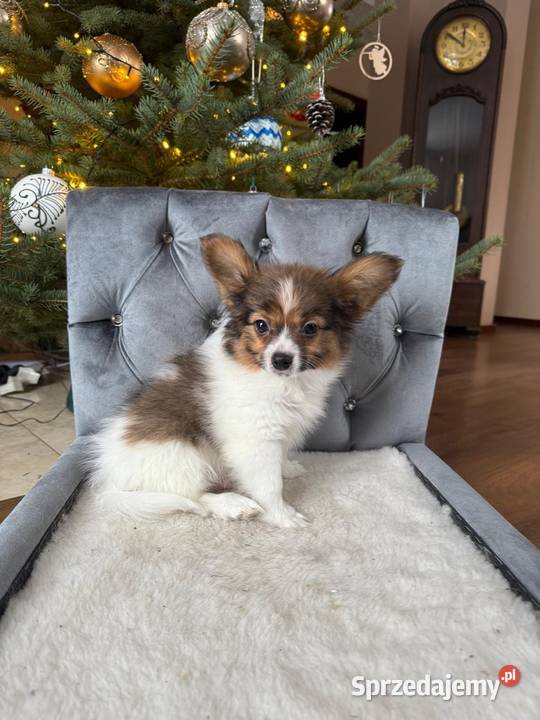 Papillon szczeniak Spaniel kontynentalny Dudki