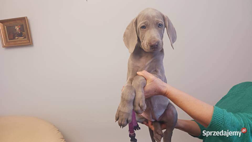 Wyżeł weimarski szczenięta rodowodowe ZKwPFCI sprzedam