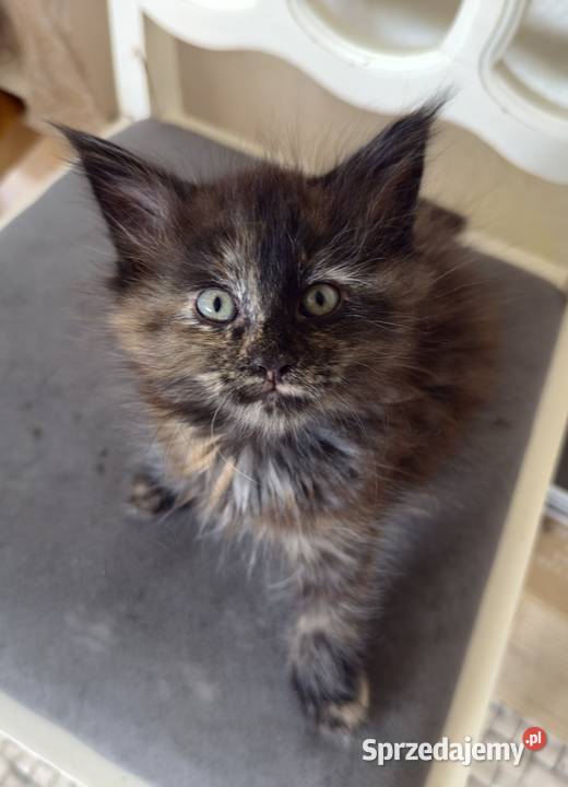 Maine Coon kocięta