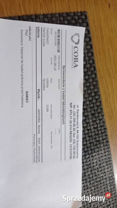 Duża papuga Lorysa Tęczowa samiec 2021r Ptaki Tychy sprzedam