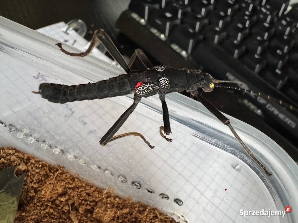 Straszyki na sprzedaż różne gatunki proszę pytać śląskie Jastrzębie-Zdrój