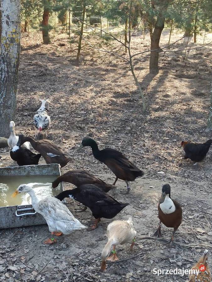 Jaja lęgowe biegusa biegus indyjski