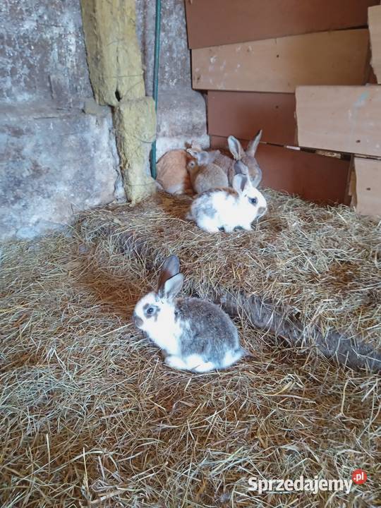 Króliki małe Młode Króle mazowieckie sprzedam