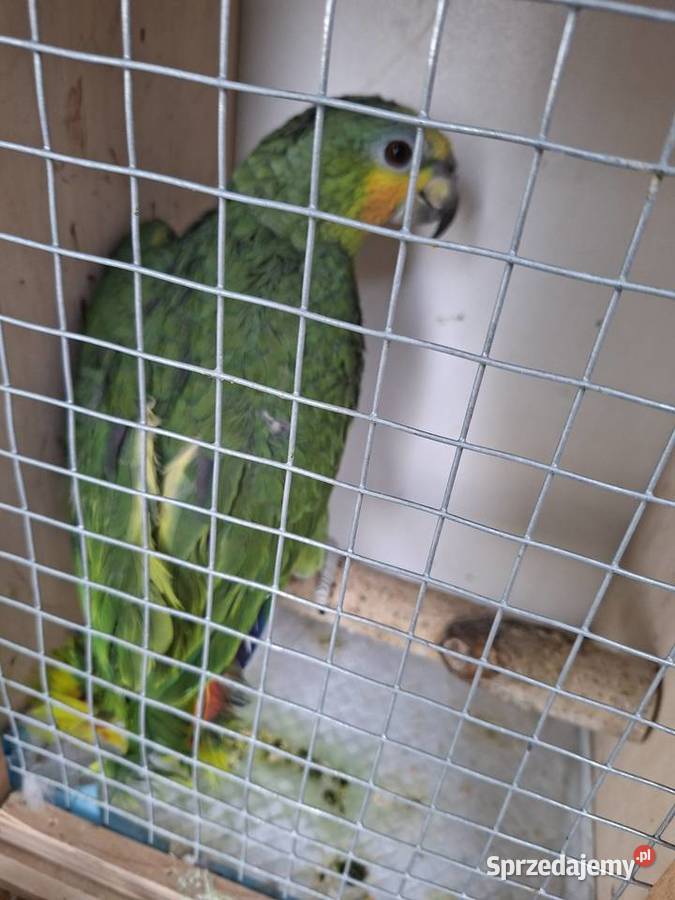 Amazonka venezuelska samiec młody Wilamowice