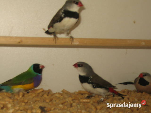 amadyny samce Ptaki Kraków