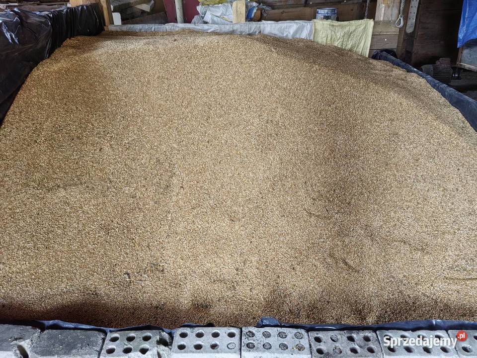 Pszenżyto Belcanto Chełmce