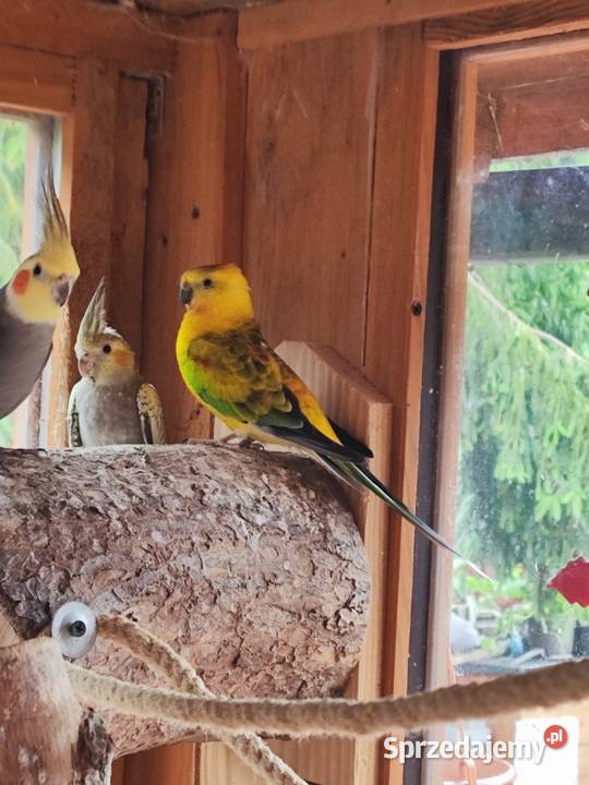 Świergotki dwa samce Wierzbno