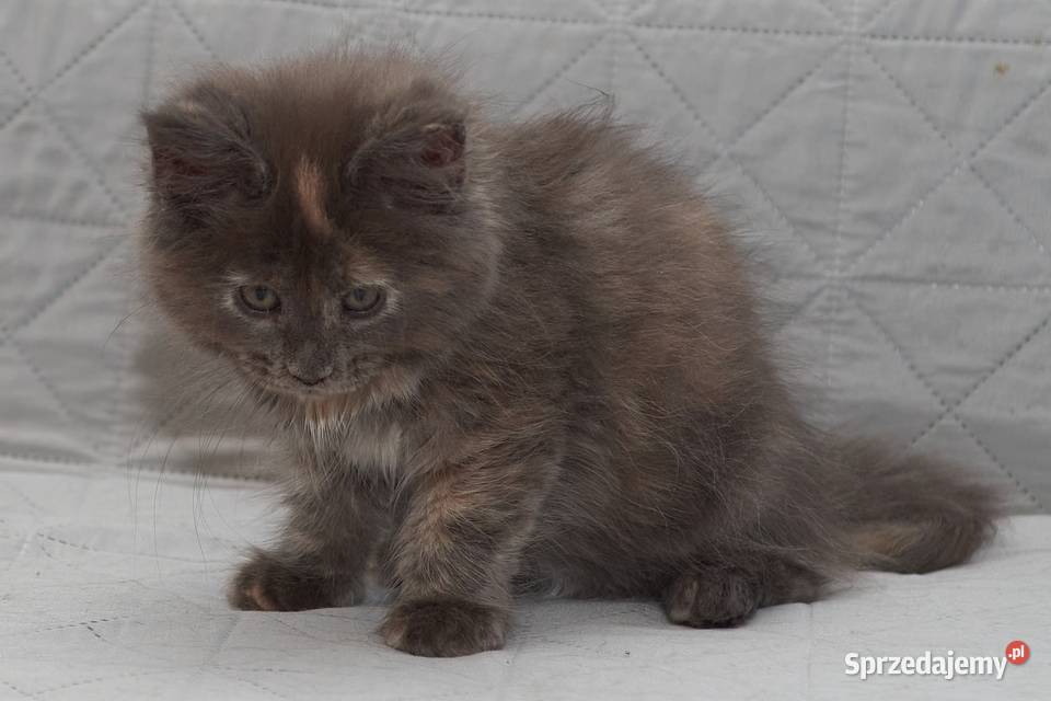 Maine Coon niebieska szylkretowa koteczka Jana Słupno