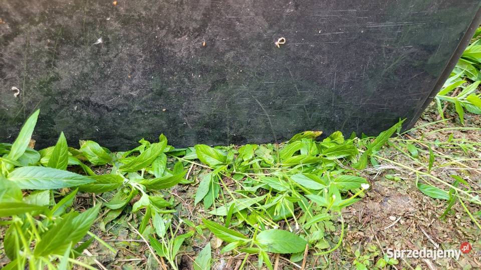 Drzwi Citroen C5 I Łagów