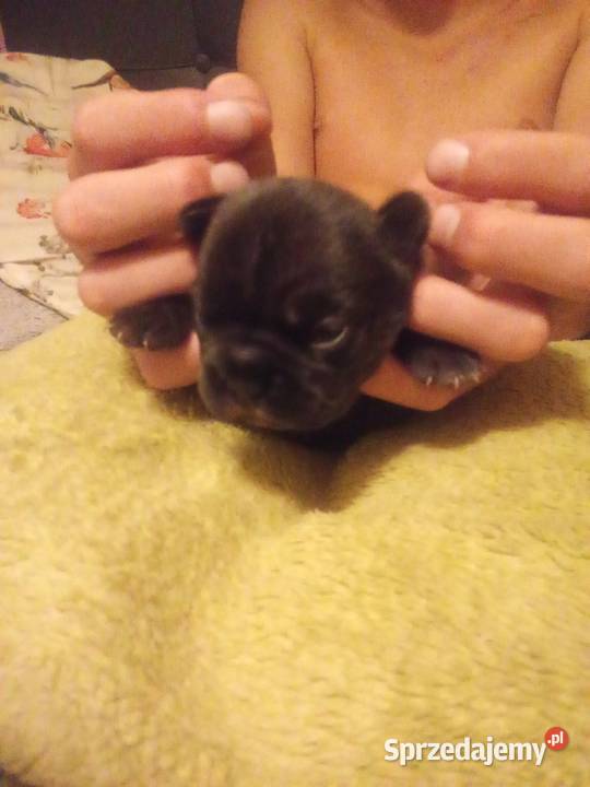Buldog francuski szczenięta Białystok