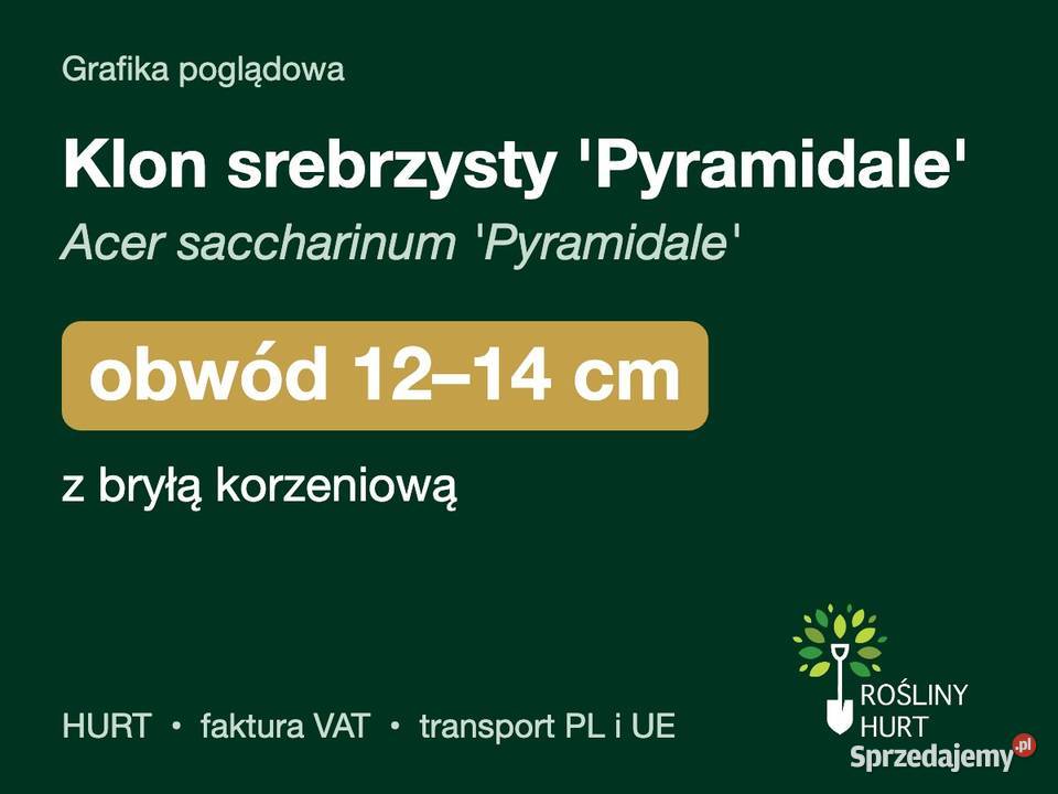 Klon srebrzysty Pyramidale obwód 1214 z bryłą