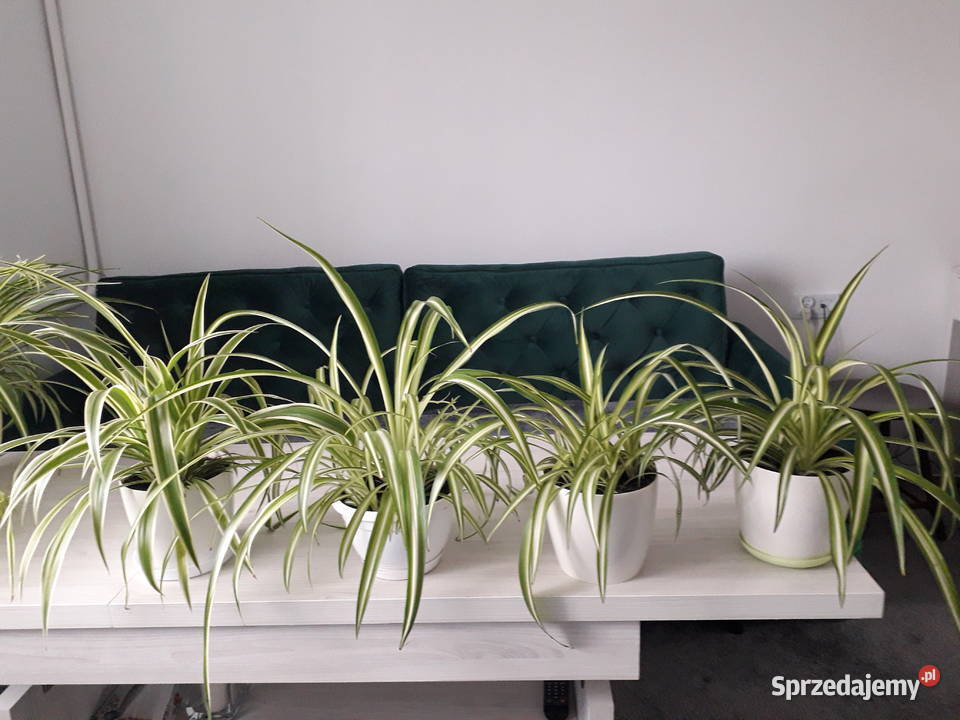 Zielistka kwiat domowy Skoczów