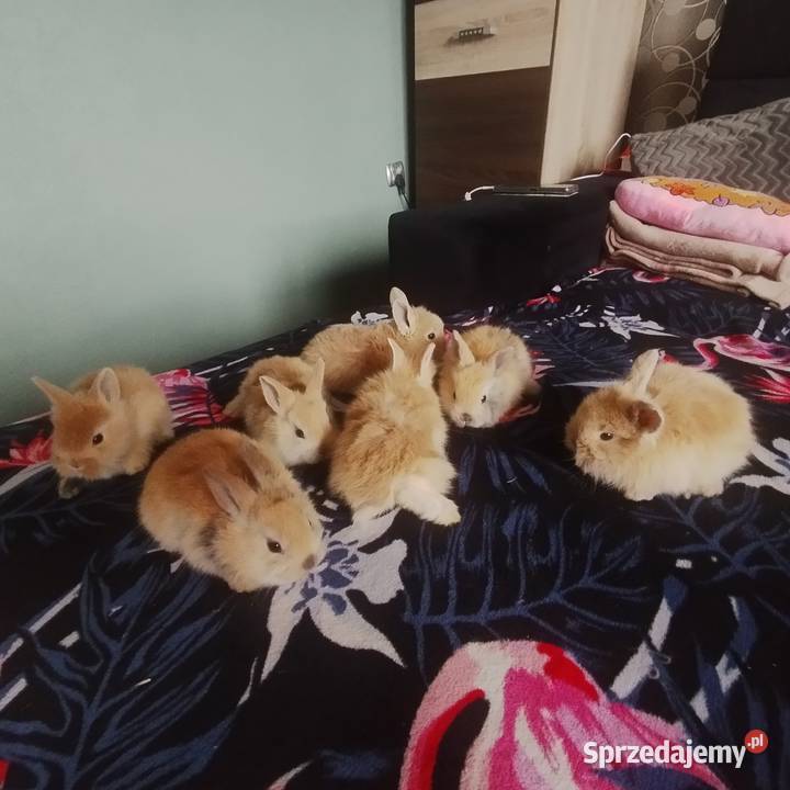 Królik miniaturka Rybnik