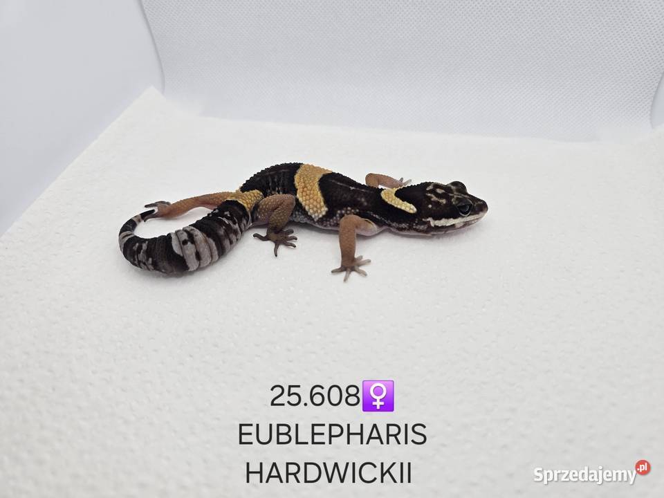 Eublepharis hardwickii gekon