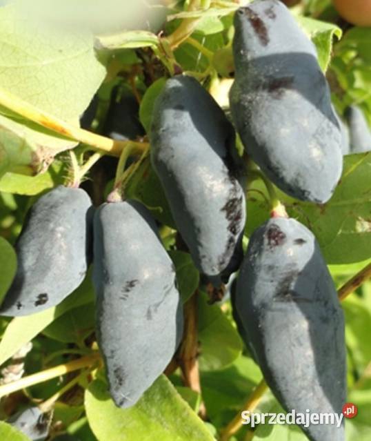 Jagoda kamczacka wyjątkowo plenne odmiany Knurów