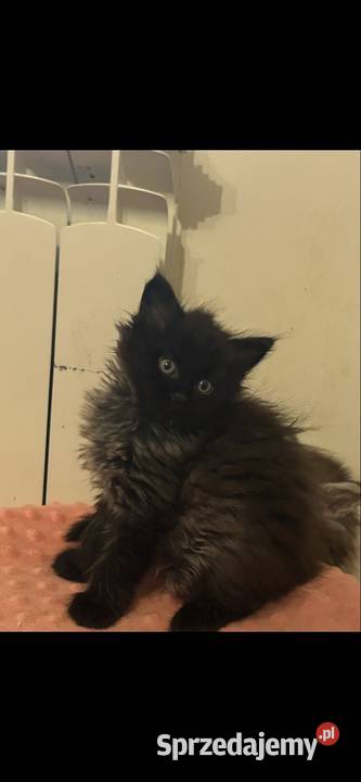 Maine coon czarny dymny